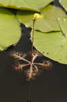 Floating bladderwort